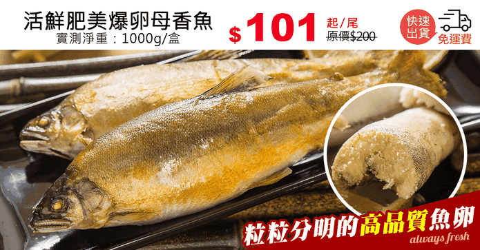 活鮮肥美爆卵母香魚