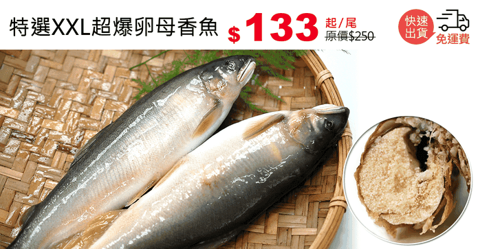 特選XXL超爆卵母香魚