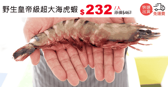 野生皇帝級超大海虎蝦