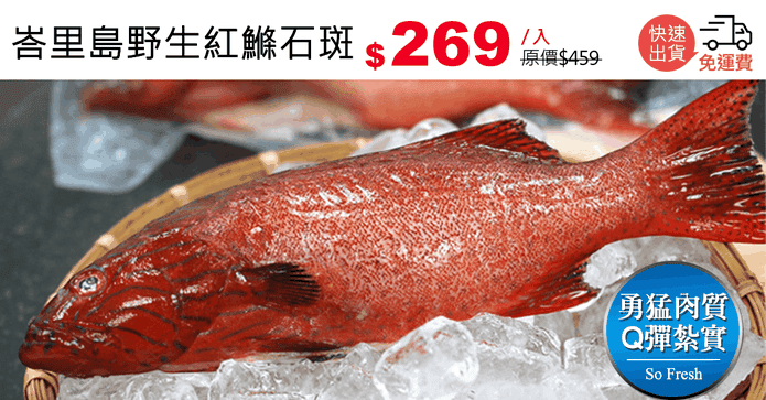 峇里島野生紅鰷石斑