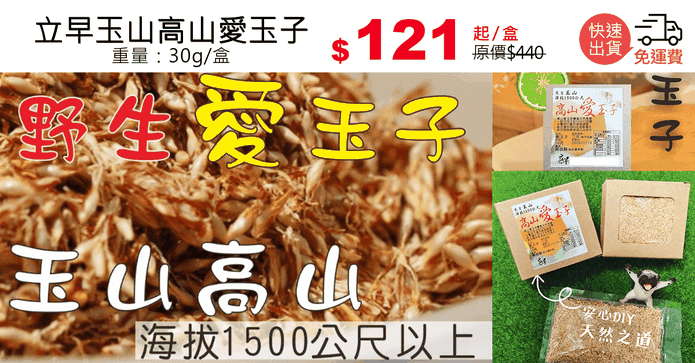 立早玉山高山愛玉子