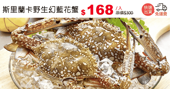 斯里蘭卡野生幻藍花蟹