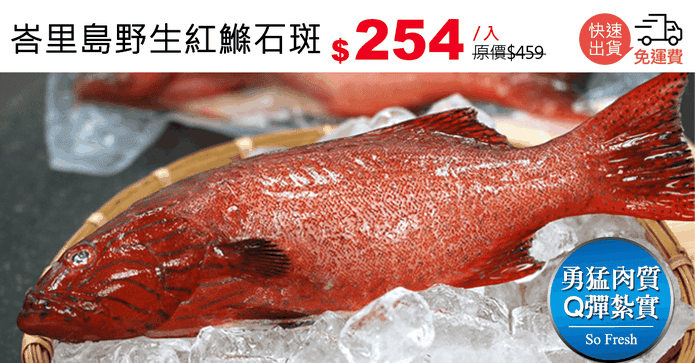 峇里島野生紅鰷石斑