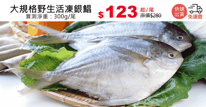 大規格野生活凍銀鯧
